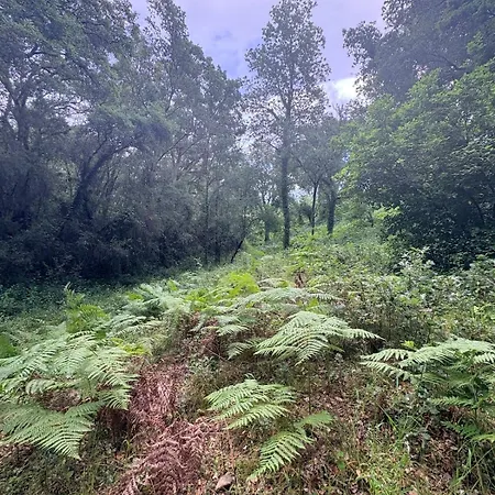 Le Bois De Cardiccia *